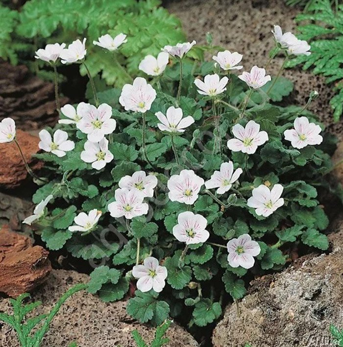 Превью изображения