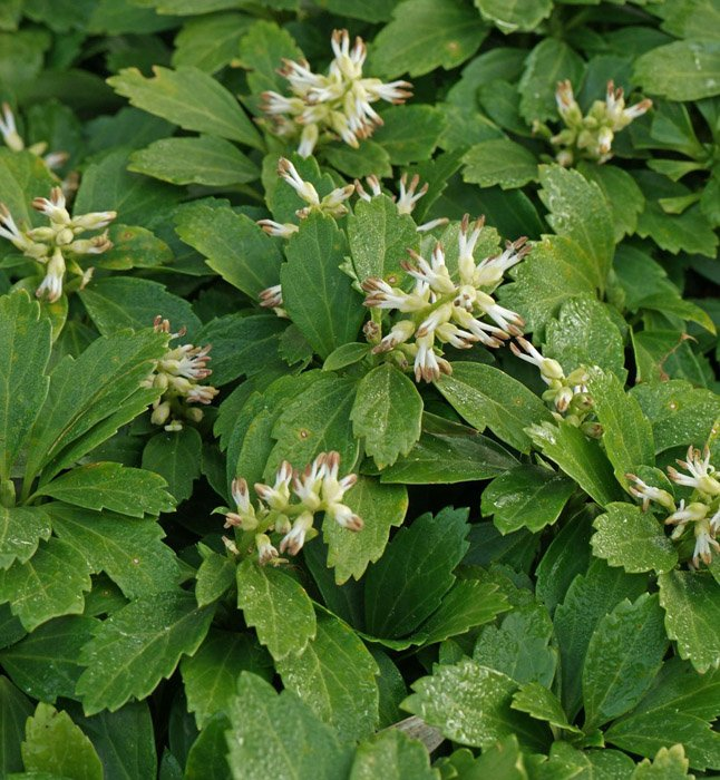 Превью изображения