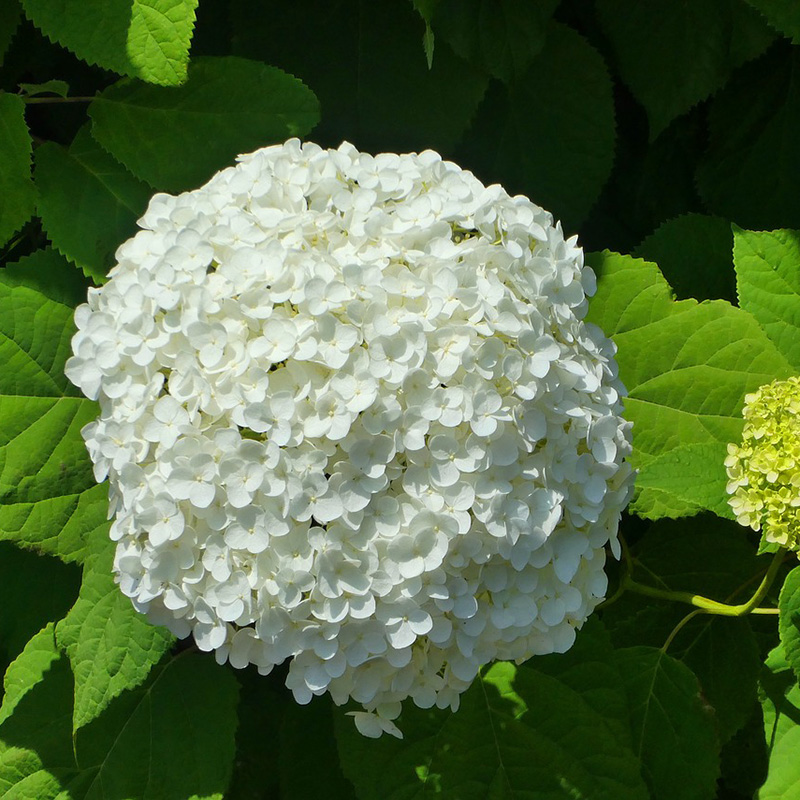 Превью изображения