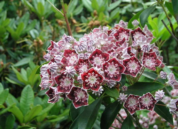 Превью изображения