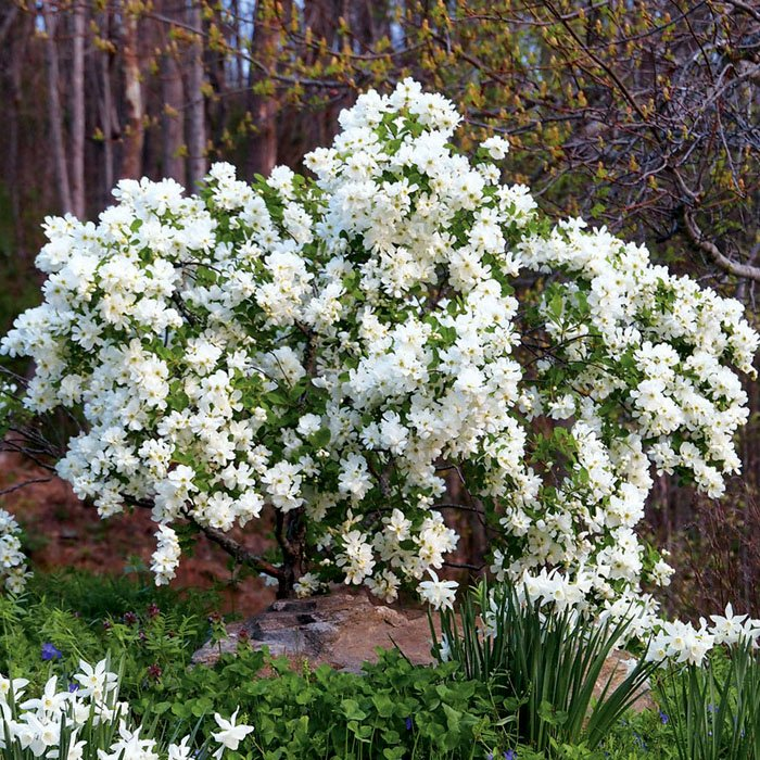 Превью изображения