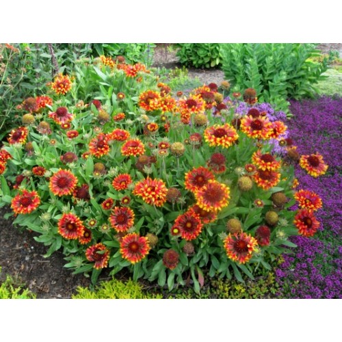 Превью изображения