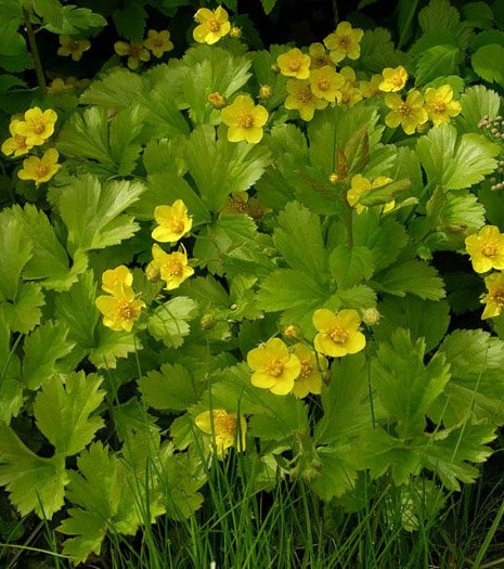 Превью изображения