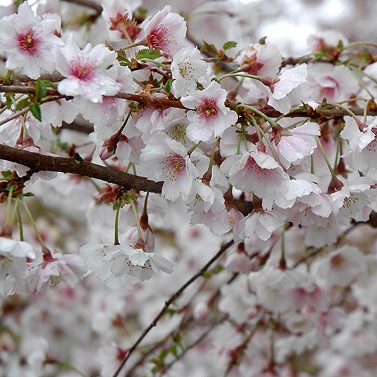 Превью изображения