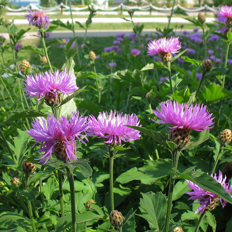 Превью изображения