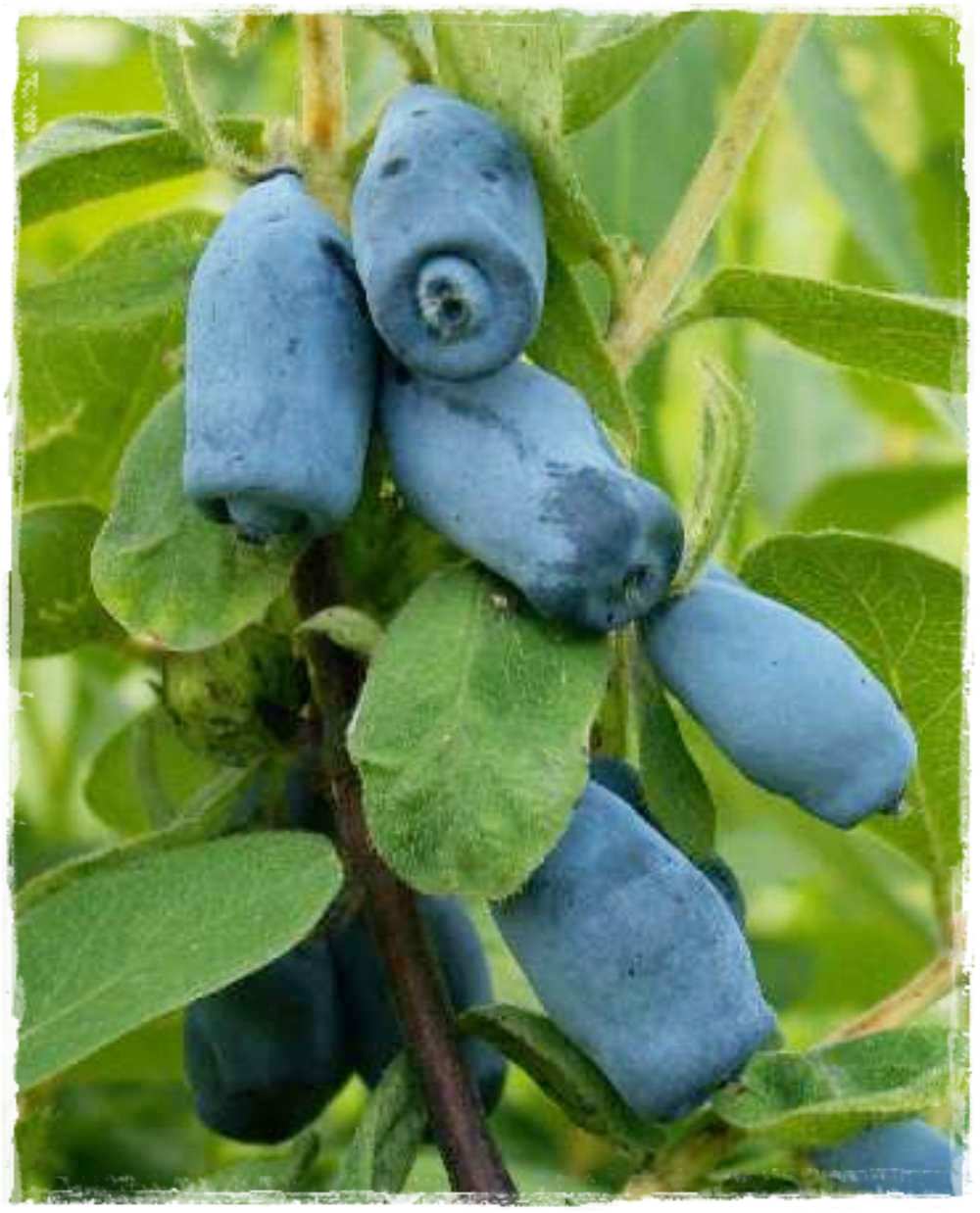 Превью изображения