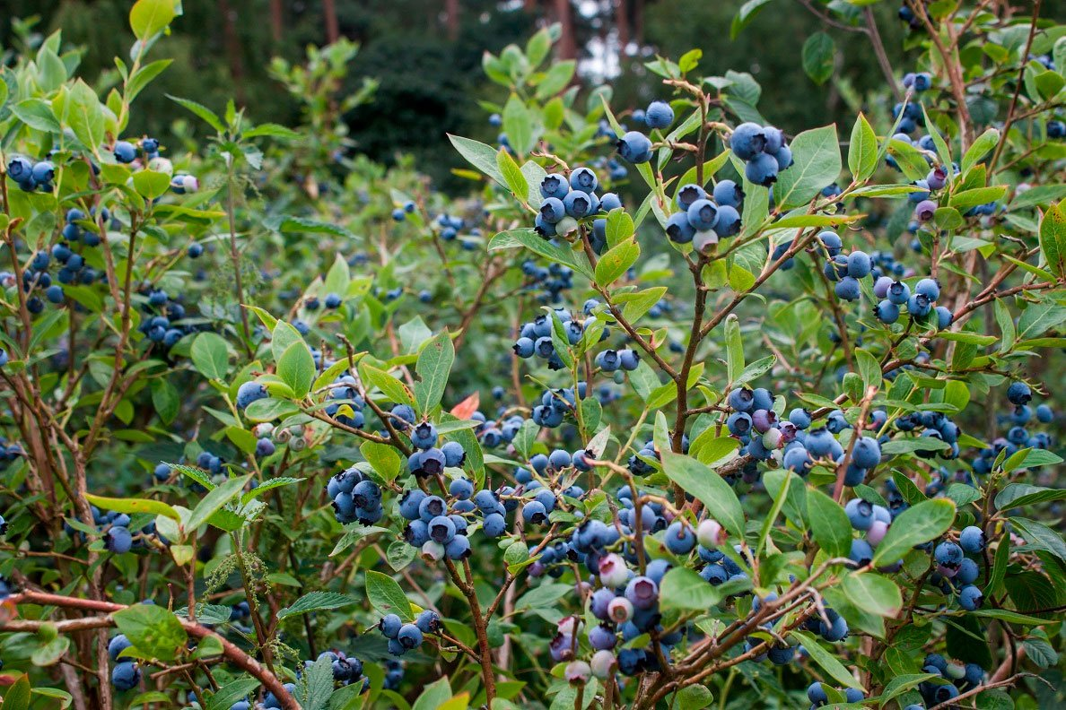 Превью изображения