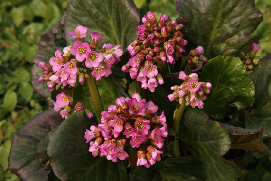 Превью изображения