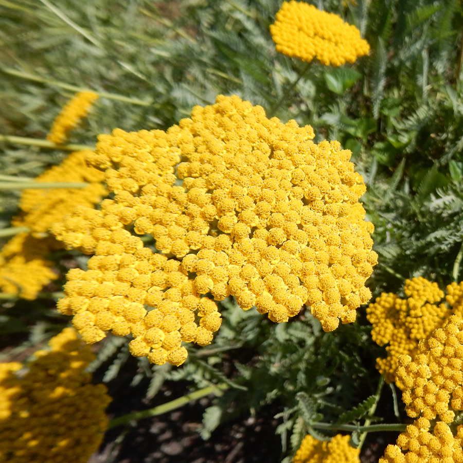 Превью изображения