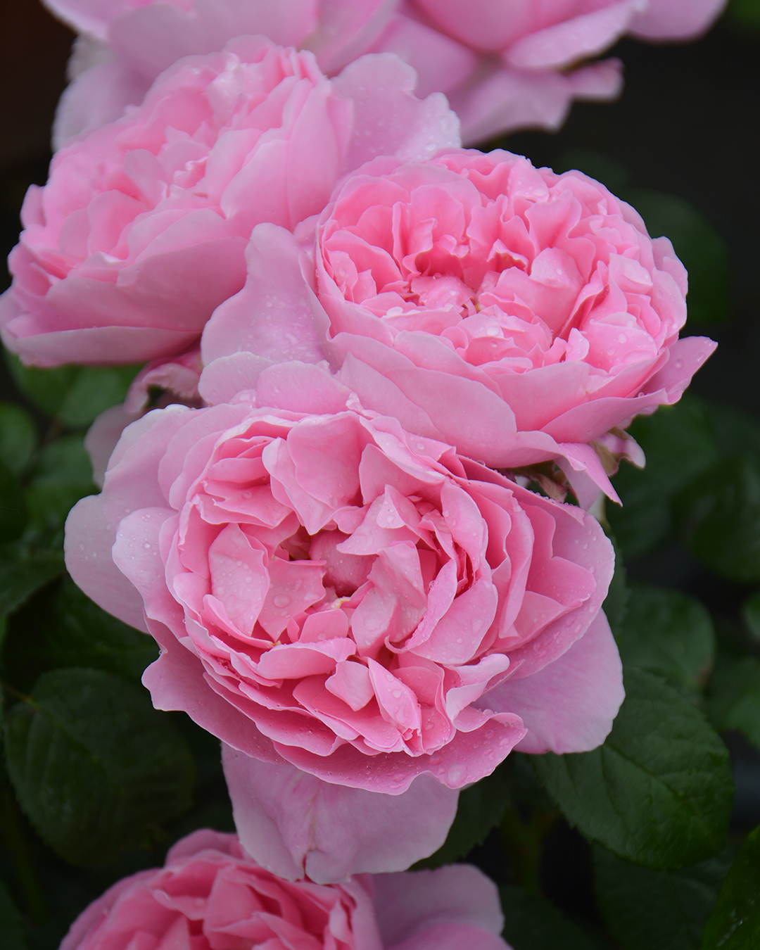 Превью изображения