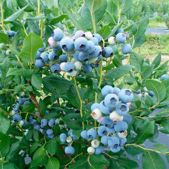 Превью изображения