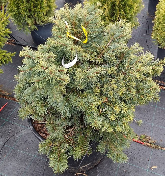 Превью изображения