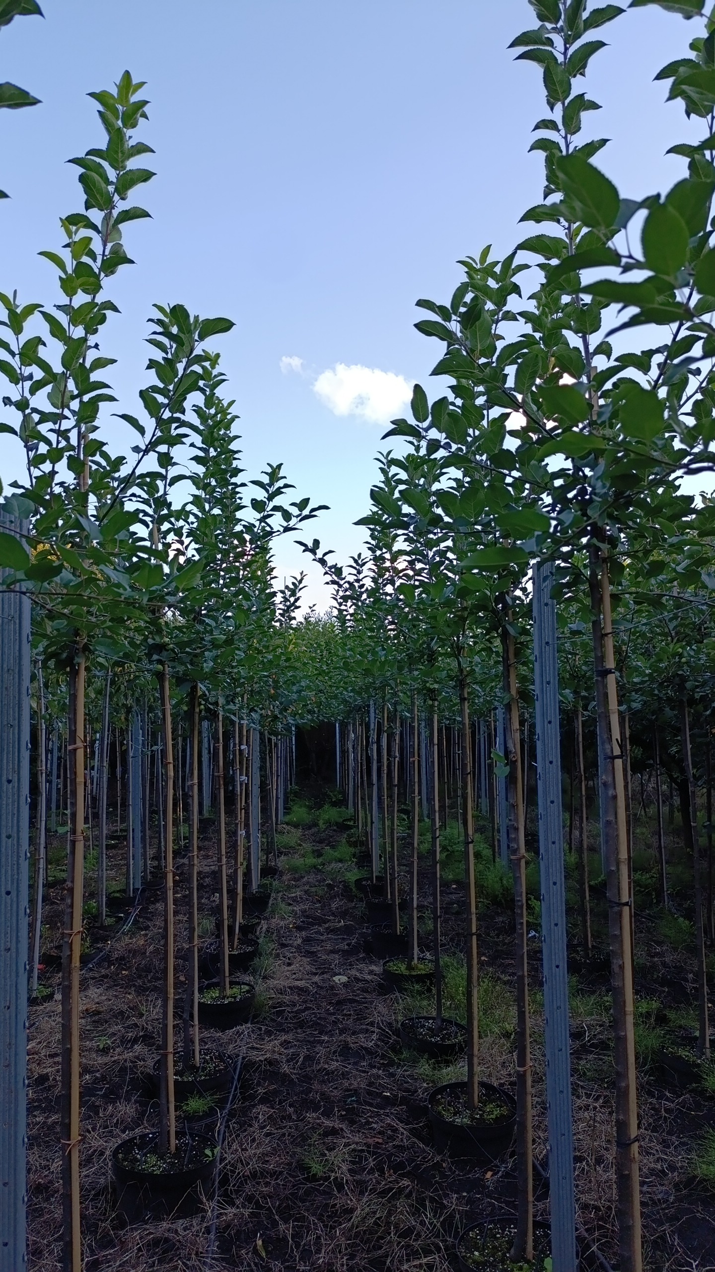 Превью изображения