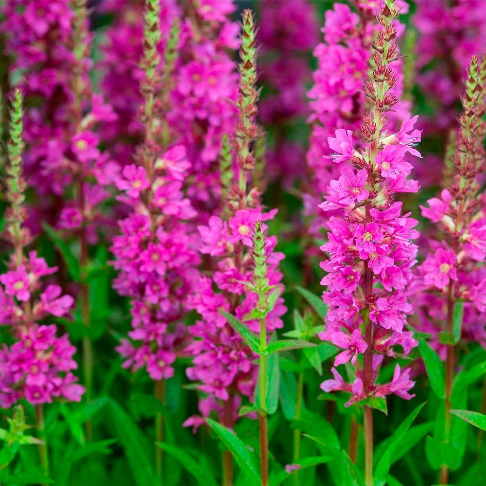 Превью изображения