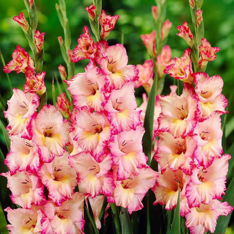 Превью изображения