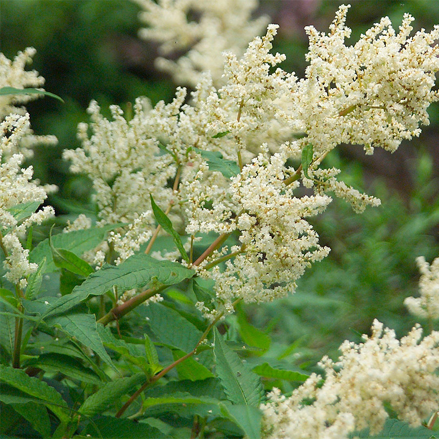 Превью изображения