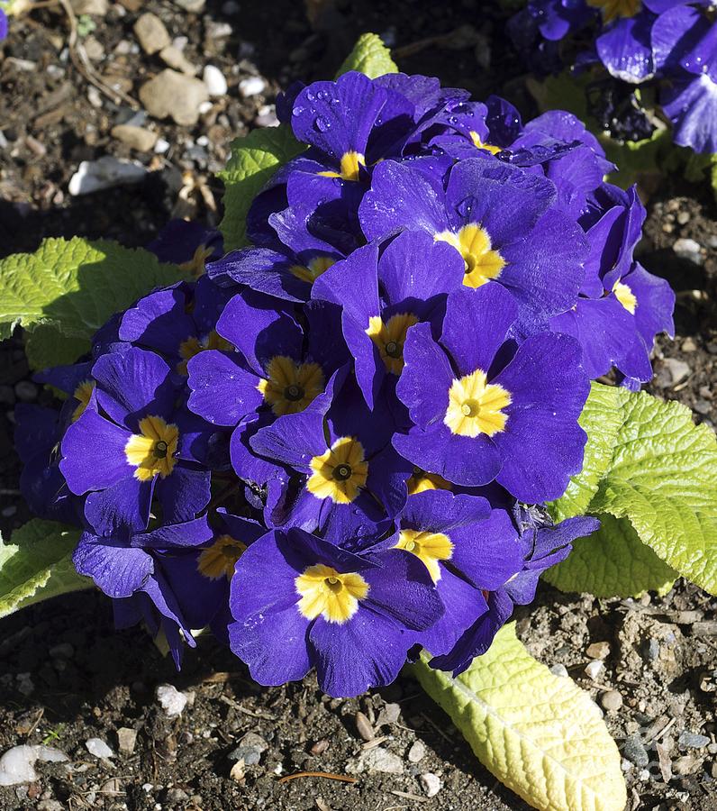 Превью изображения