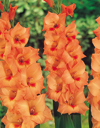 Превью изображения