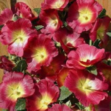 Превью изображения