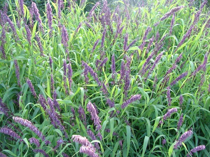 Превью изображения