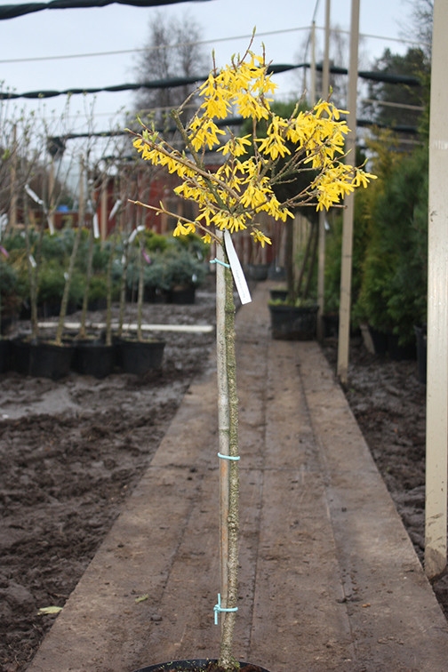 Превью изображения