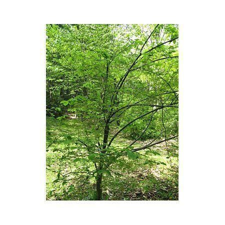 Превью изображения