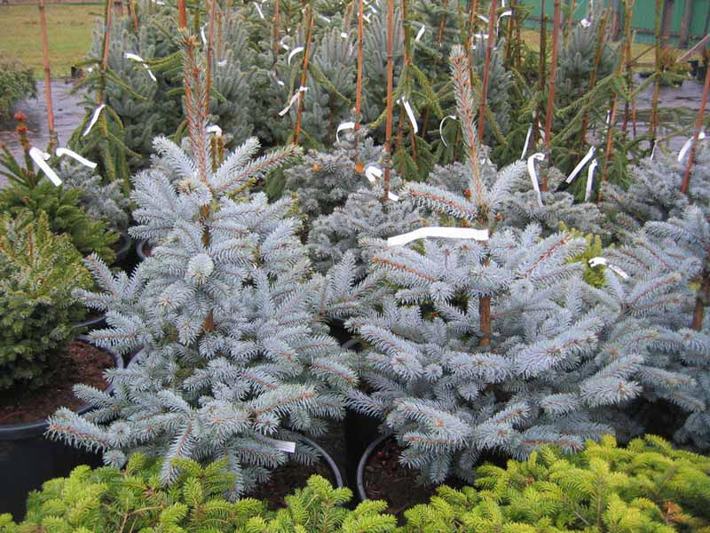 Превью изображения