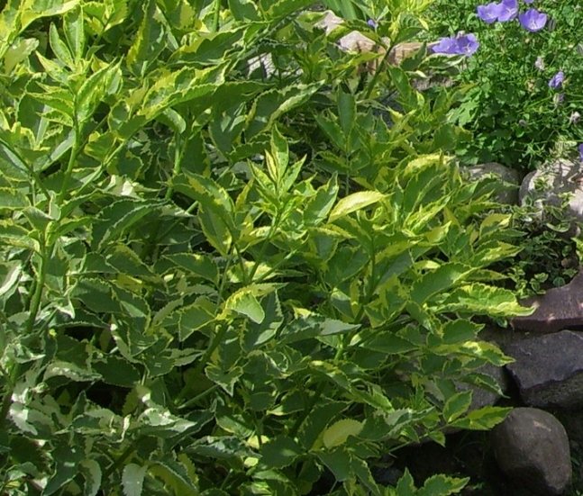 Превью изображения