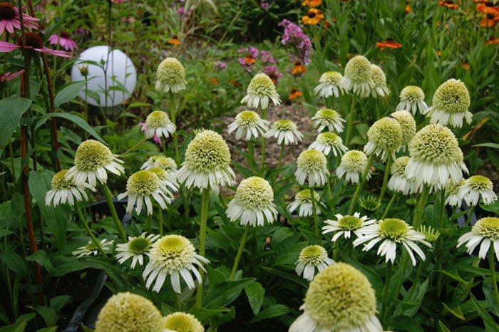 Превью изображения