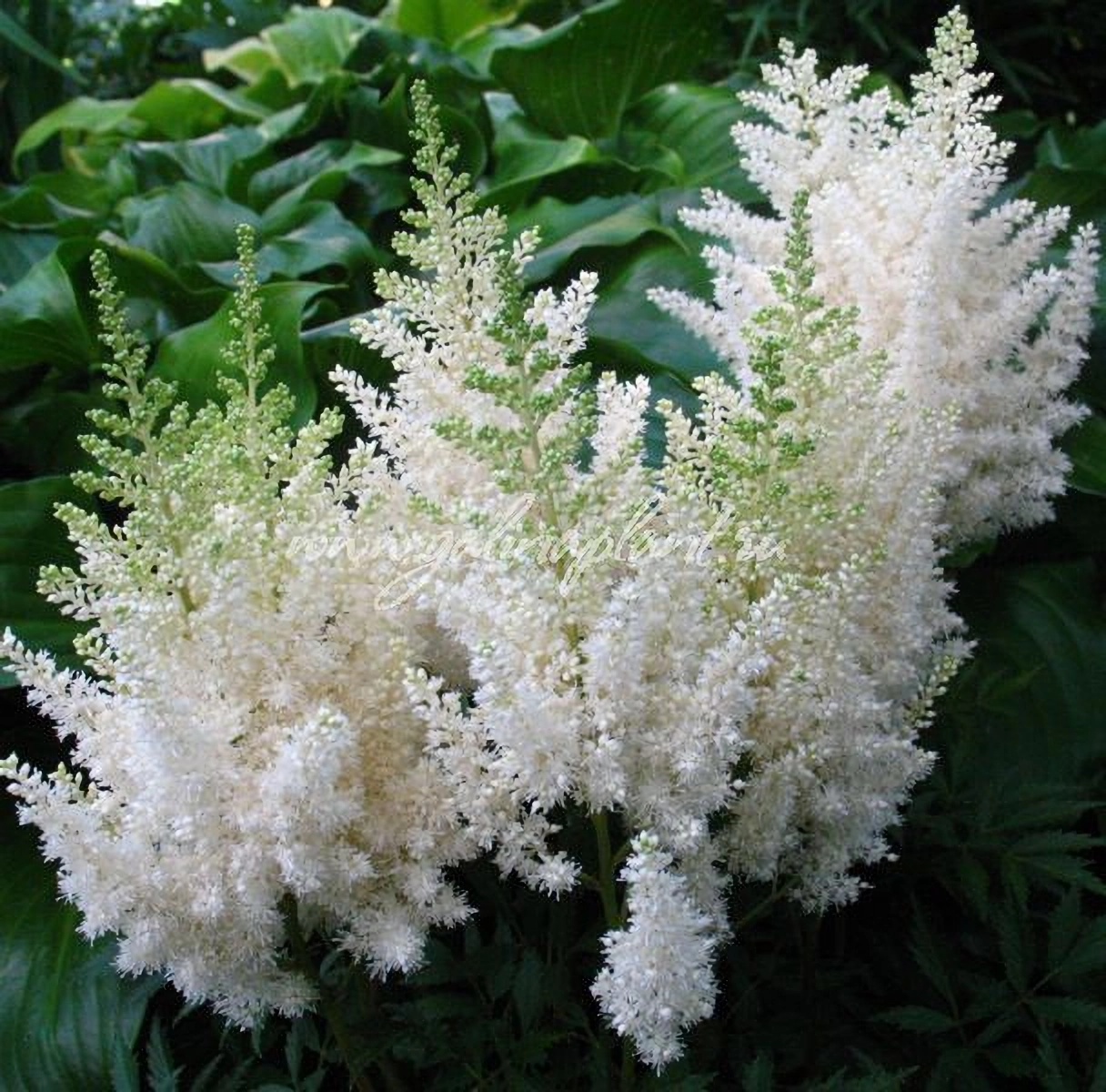 Превью изображения