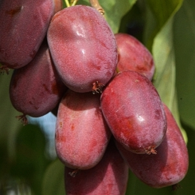 Превью изображения