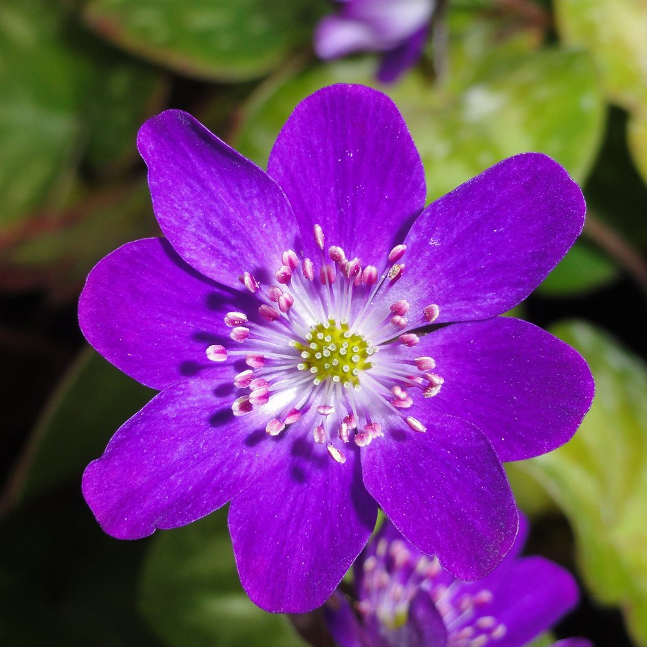 Превью изображения