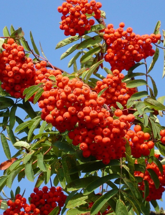 Превью изображения