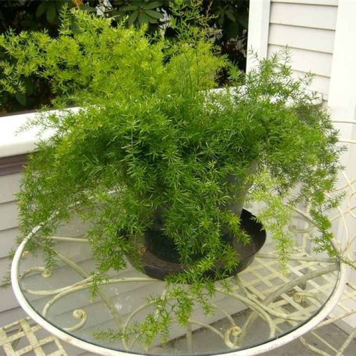 Превью изображения