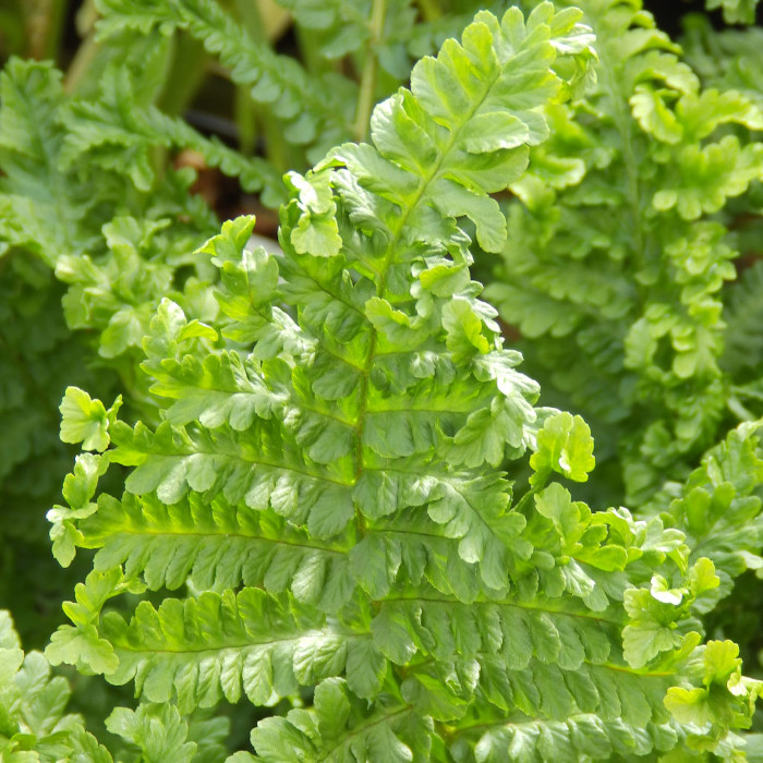 Превью изображения