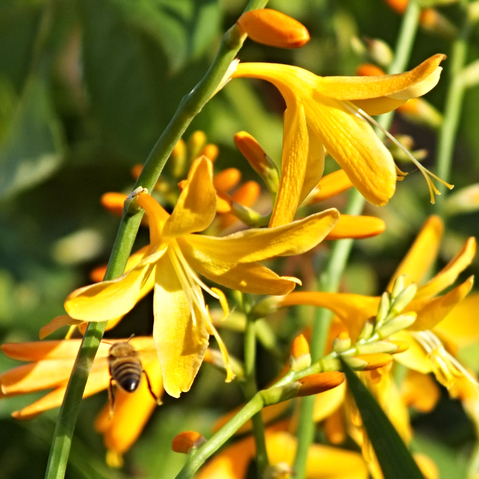 Превью изображения