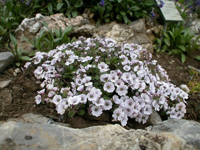 Превью изображения