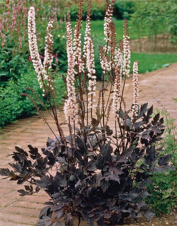 Превью изображения