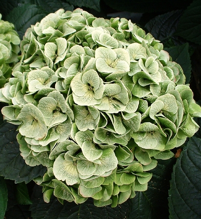 Превью изображения