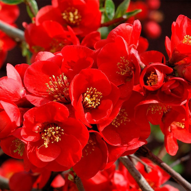 Превью изображения