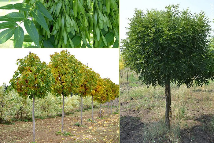 Превью изображения