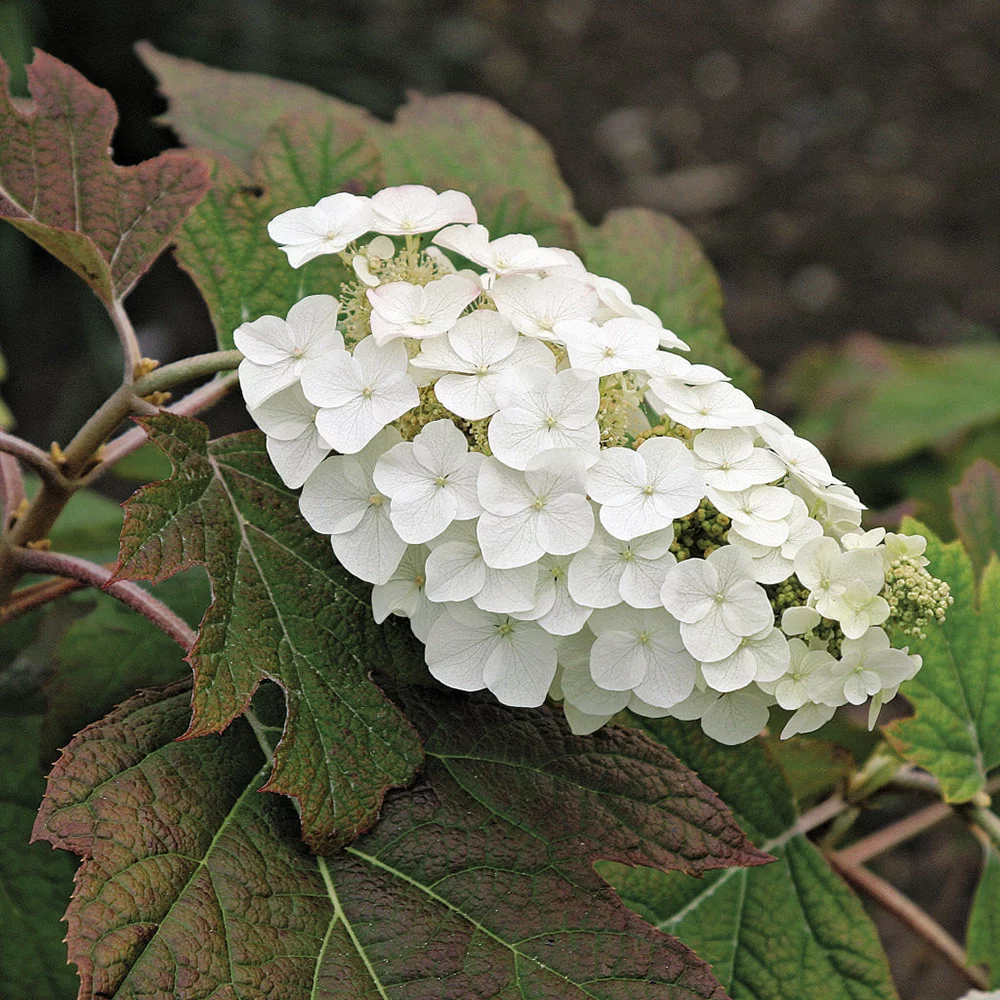 Превью изображения