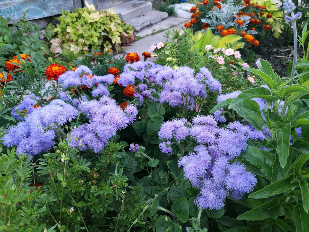 Превью изображения