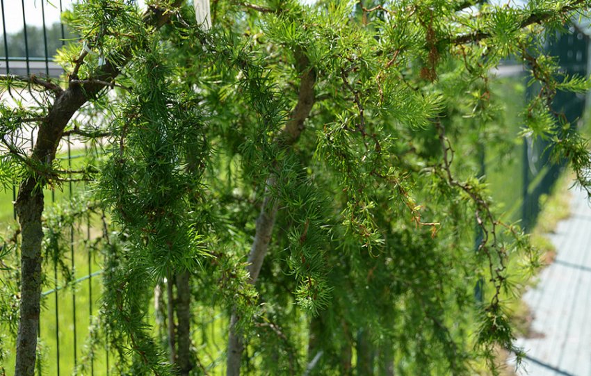 Превью изображения