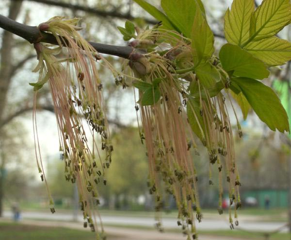 Превью изображения