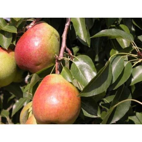 Превью изображения