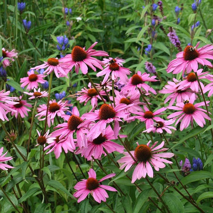 Превью изображения