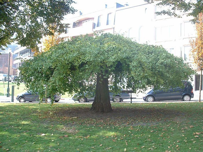 Превью изображения