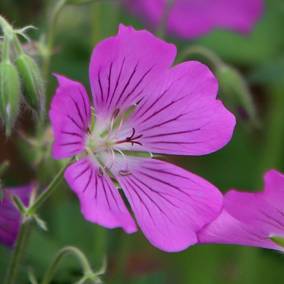 Превью изображения