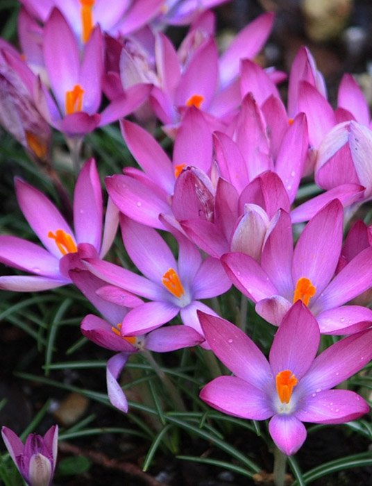 Превью изображения